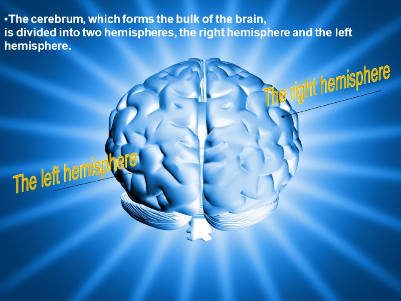 The cerebrum, which forms the bulk of the brain,  is divided into two